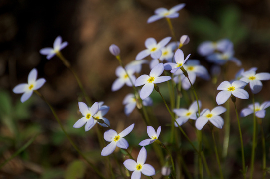 Pale blue flowers with yellow meters against an green blurry background